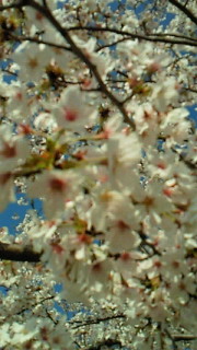 season